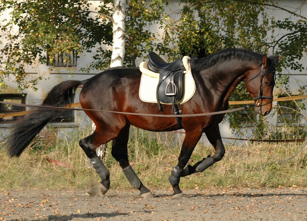 DSC_2428.JPG